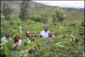 Cassava plantation in Kibungere
