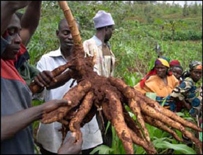 Cassava harvesting