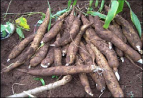 Harvested cassava roots