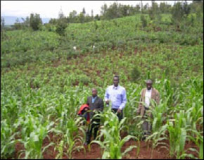 Maize Plantation