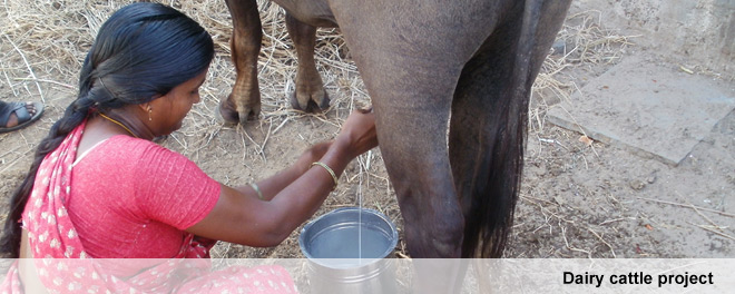 Dairy cattle project Dairy cattle project